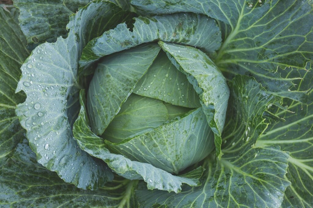 cabbage, vegetable, kale, green, dew, flora, food, freshness, nature, garden, gardening, grow, growth, leaves, top view, wet, green vegetable, green leaves, green gardening